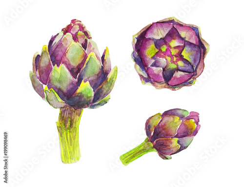 Green-purple artichoke on a white background. Watercolor illustration