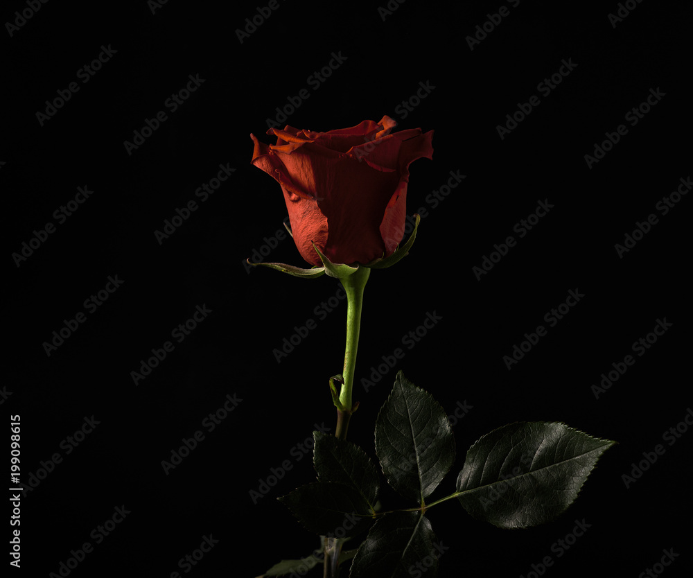 Foto Stock Rosa rossa su sfondo nero con luce di taglio | Adobe Stock