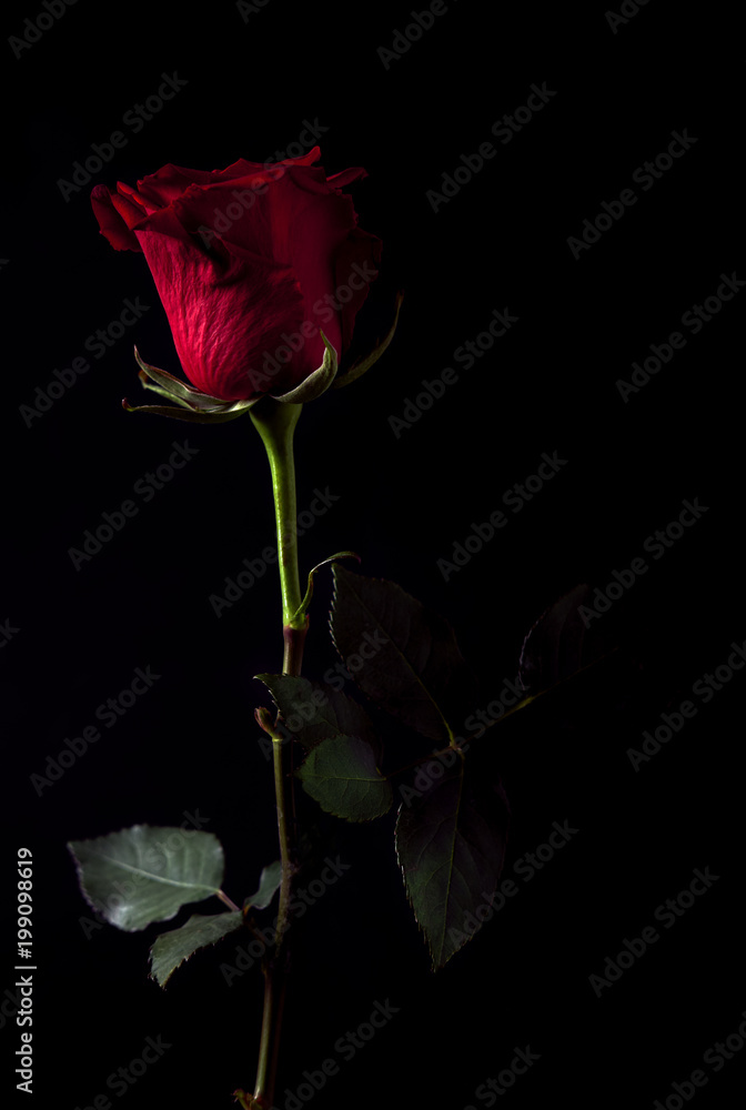 Rosa rossa su sfondo nero con luce di taglio Stock Photo | Adobe Stock