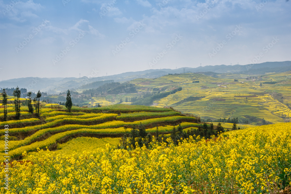 Yellow rapeseed fields and hills