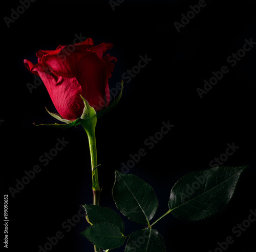 Fototapeta Naklejka Na Ścianę i Meble -  Rosa rossa su sfondo nero con luce di taglio