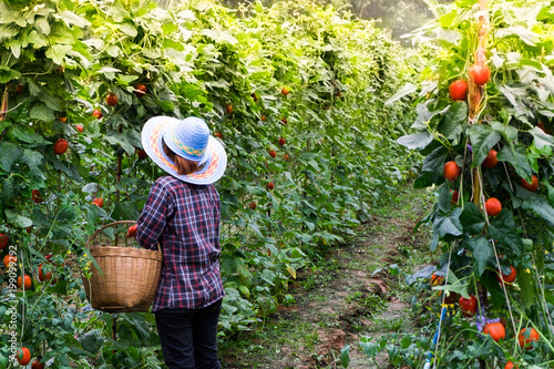 A young woman harvesting organic Tomatoes in her Garden.