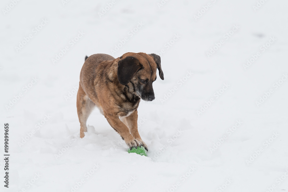 Mongrel dog playing in the Mongrel dog playing in the