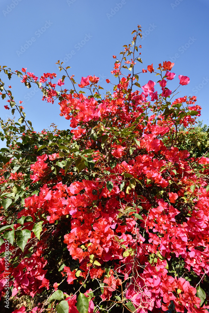 Pink bougainvillea flowers and blue sky in spring outdoor