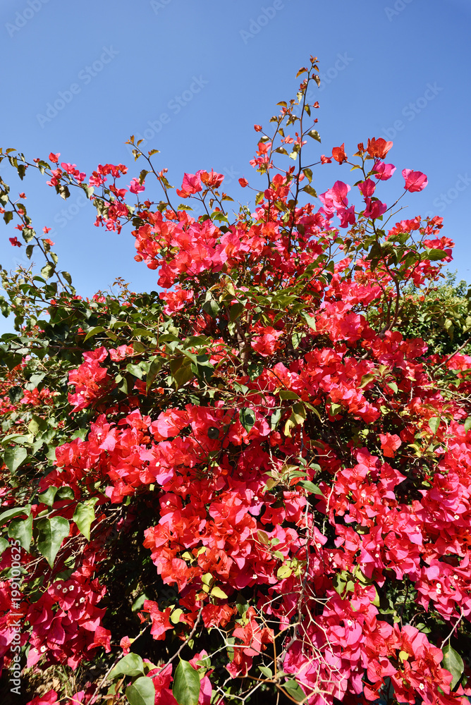 Pink bougainvillea flowers and blue sky in spring outdoor Pink bougainvillea flowers and blue sky in spring outdoor