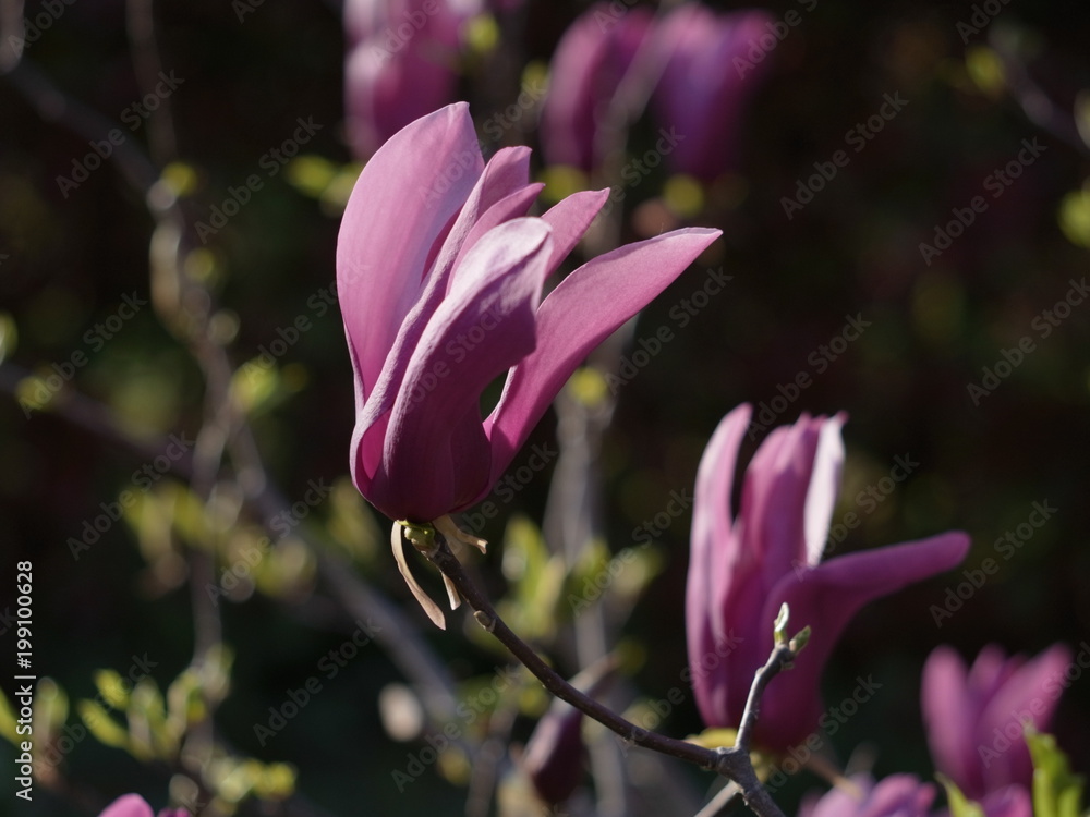 モクレンの花 モクレンの花