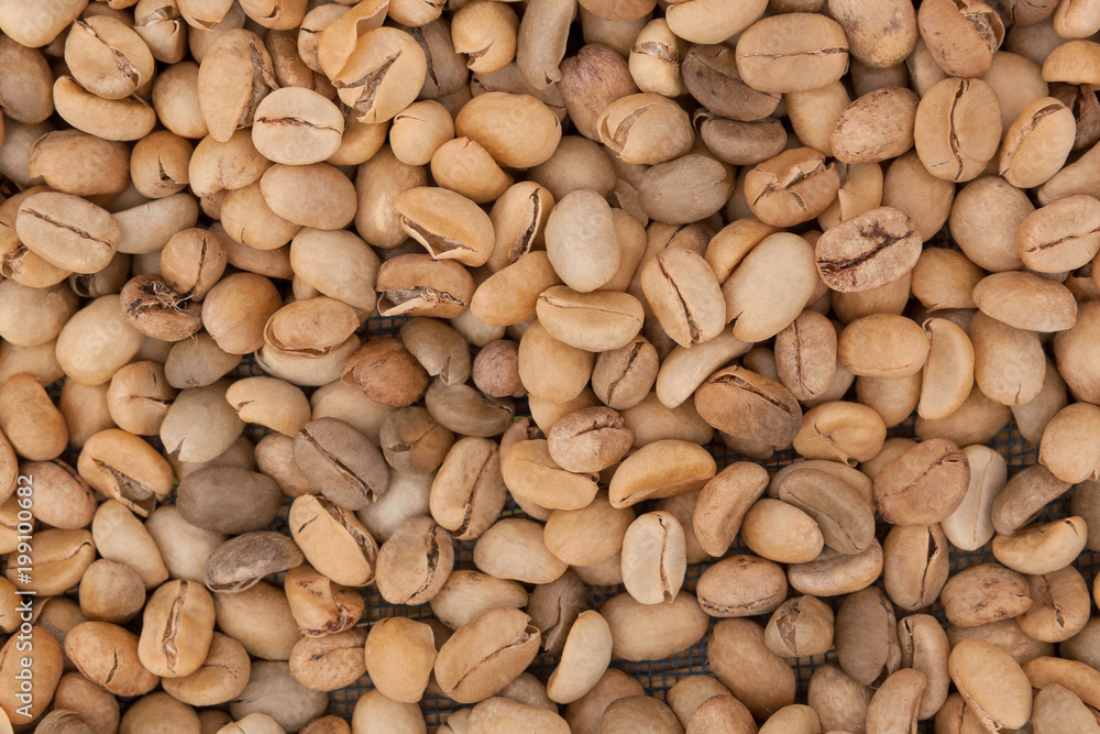 Unroasted coffee beans drying. Unroasted coffee beans drying.