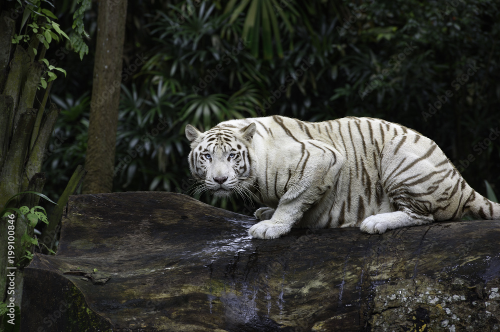 Naklejka premium Tygrys w dżungli. Biały tygrys bengalski na pniu drzewa z lasem na tle