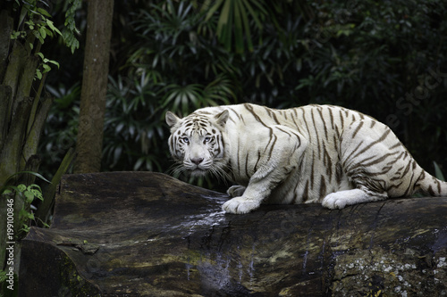 Tiger in a jungle. White Bengal tiger on tree trunk with forest on background