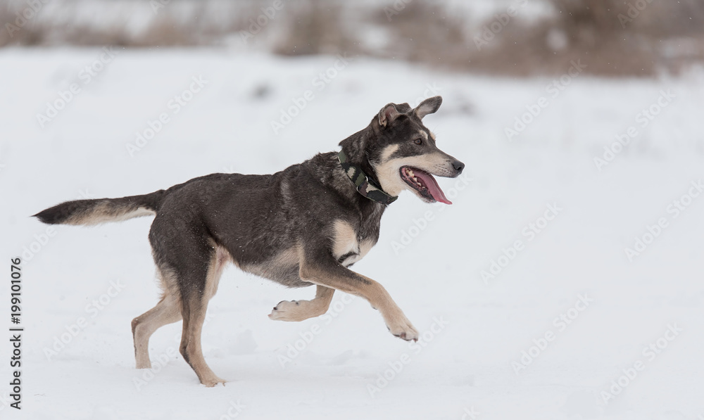 Mongrel dog playing in the Mongrel dog playing in the