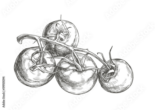 Vector botanical vintage illustration with tomatoes on branch isolated on white. Hand drawn fresh vegetables in engraving style