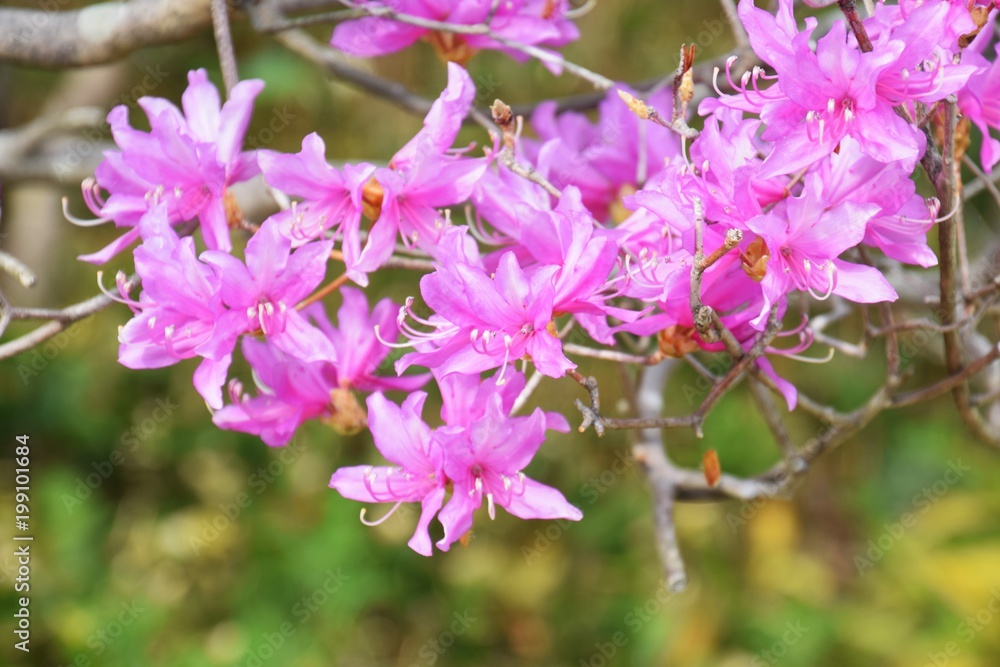 Flowers of Rhododendron dilatanum Flowers of Rhododendron dilatanum