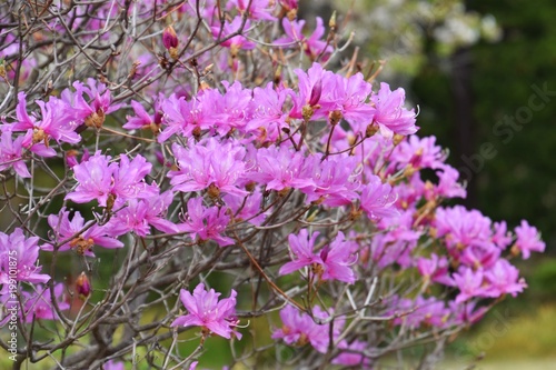 Flowers of Rhododendron dilatanum