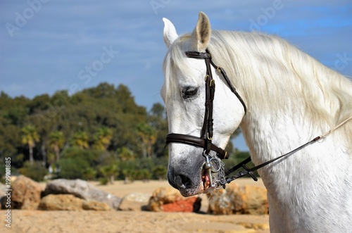 Andalusian white horse