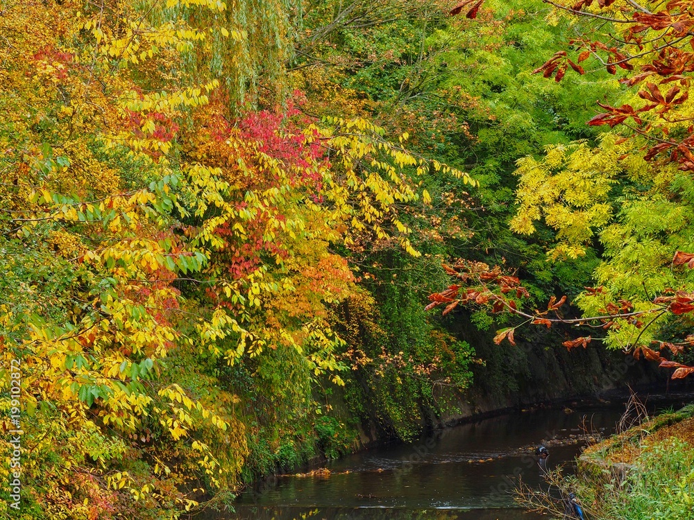 Trees in Autumn Trees in Autumn