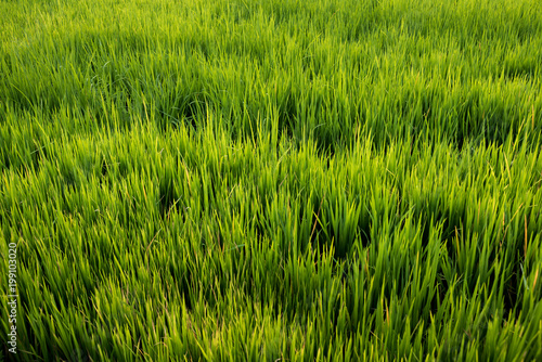 Rice field , The beautiful of rice field from the top view background in Thailand.