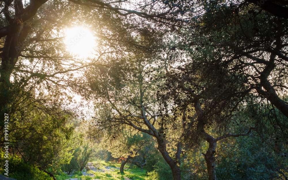 Bright sun from the trees, Athens, Greece Bright sun from the trees, Athens, Greece