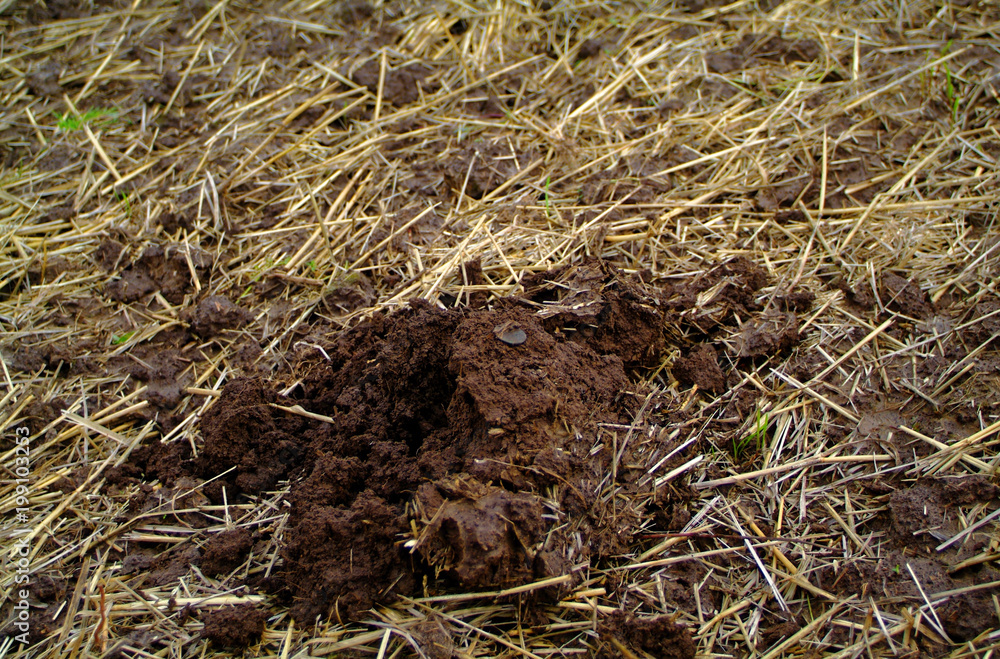 Ancient coin you have just dug up Ancient coin you have just dug up