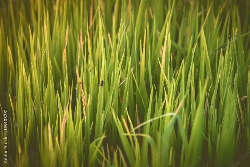 Rice field , The beautiful of rice field from the top view background in Thailand. Rice field , The beautiful of rice field from the top view background in Thailand.