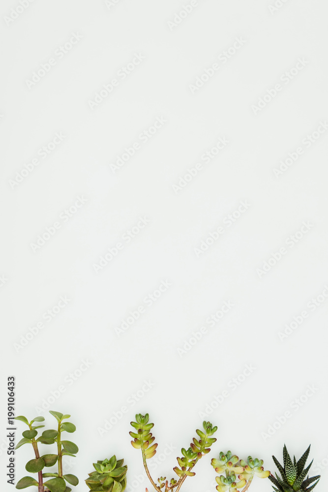top view of succulents isolated on white, earth day concept top view of succulents isolated on white, earth day concept