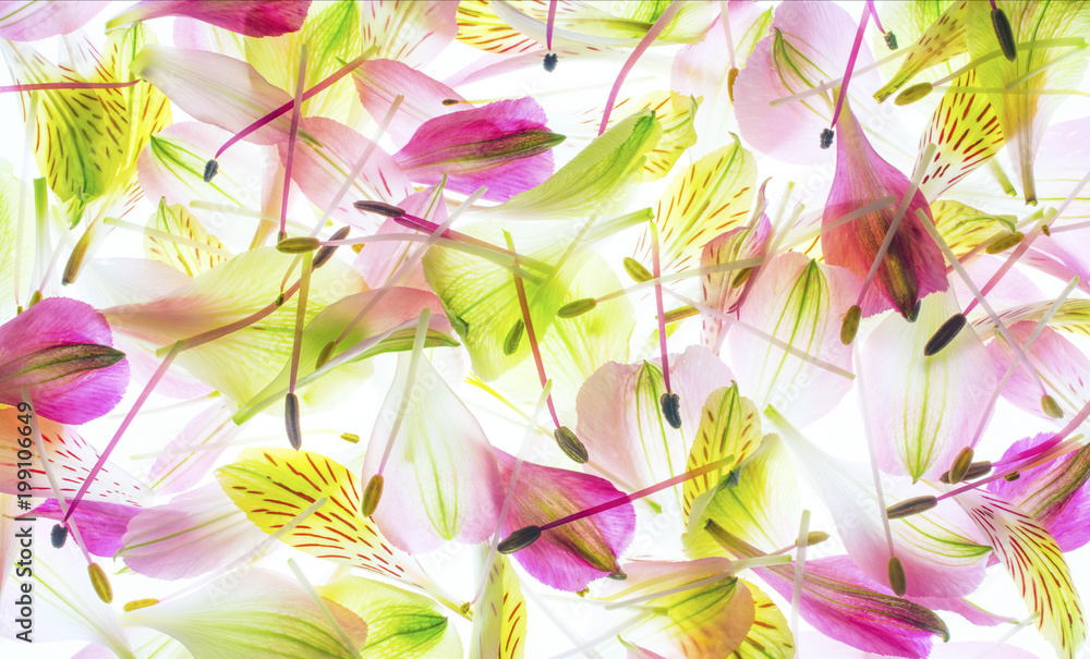 Flower petal Flower petal