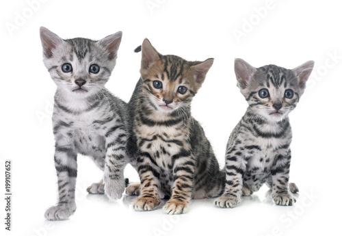 bengal kitten in studio