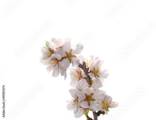 Fruit tree flowers blooming with twig  branch  isolated on white background