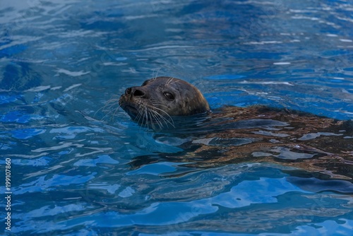 Mediterranean monk seal swimming in the water