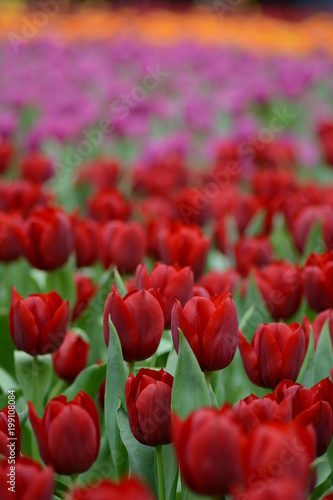 2018 HK Flower Show