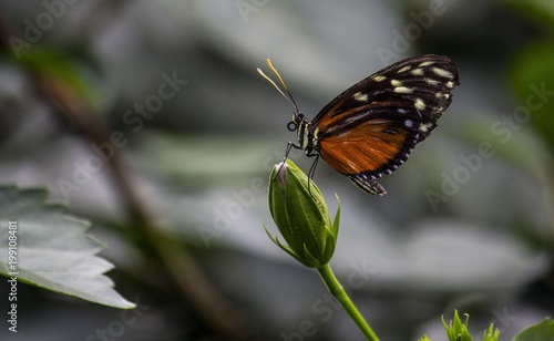 Schmetterling