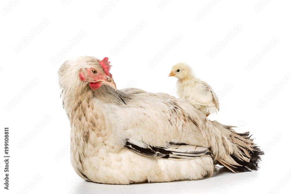 Fototapeta premium adorable little chicken standing on hen isolated on white