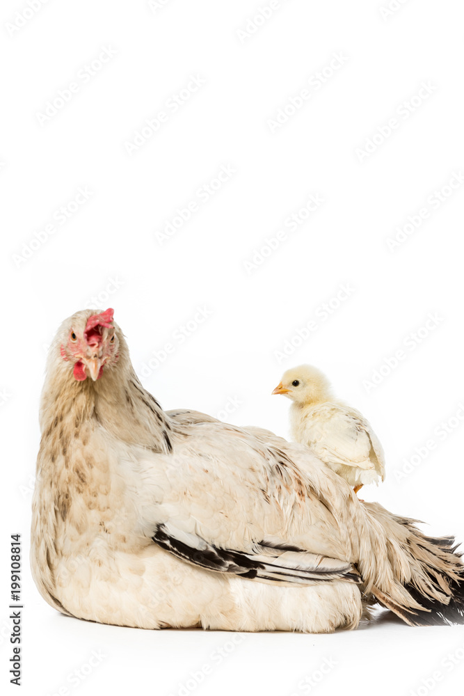 Fototapeta premium cute little chicken standing on hen isolated on white