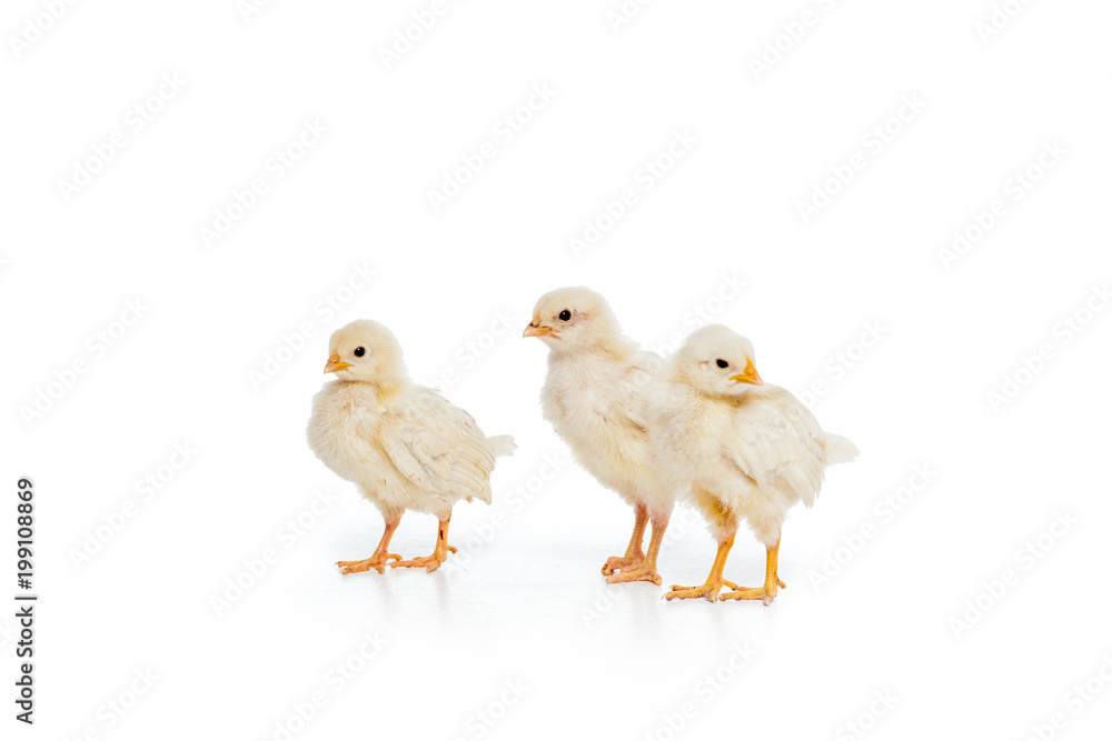 close-up view of three adorable little chickens isolated on white