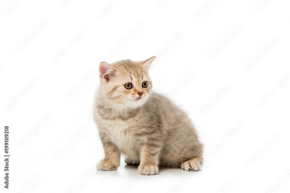 adorable little kitten sitting and looking away isolated on white