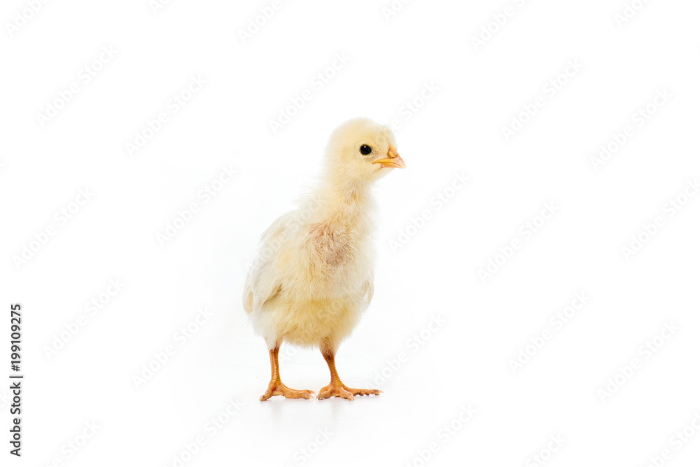 close-up view of adorable little chicken isolated on white close-up view of adorable little chicken isolated on white