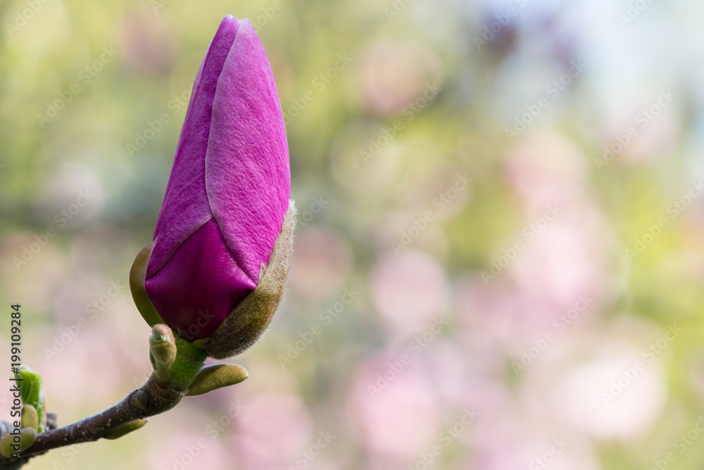 Unopened flower of the magnolia in the garden. Nature