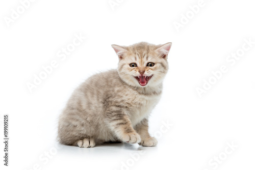 adorable fluffy kitten meowing and looking at camera isolated on white