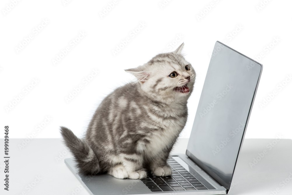 adorable little kitten sitting on laptop with blank screen on table top