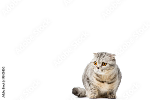 adorable grey cat looking away isolated on white