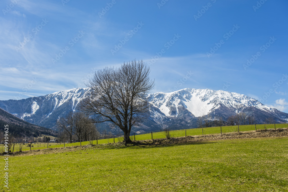 Idyllic landscape in the Alps with fresh green meadows .snowcapped mountain tops in the background