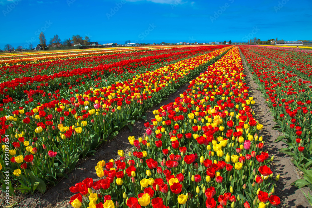 Spring flowers of tulips. The Netherlands flower industry.