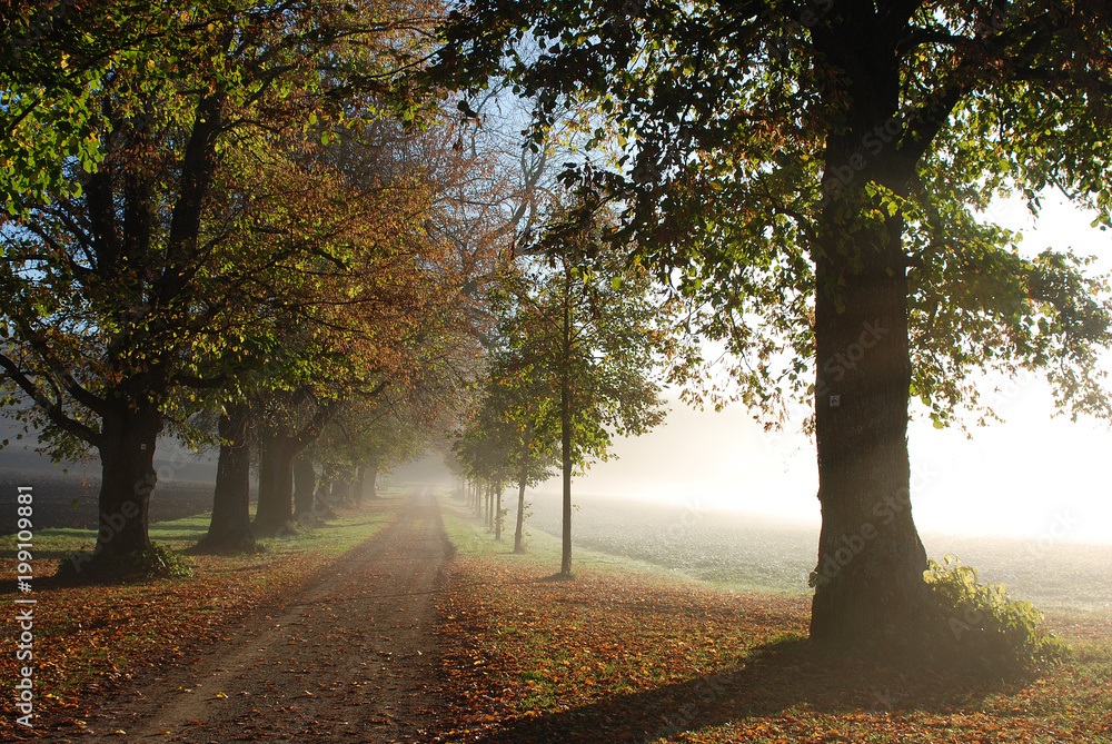 Fototapeta premium Baumallee im Herbst und Gegenlicht
