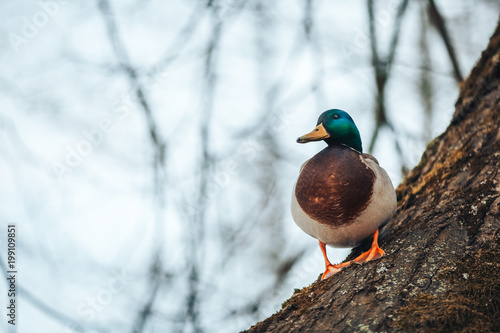 Duck sitting on twirled tree
