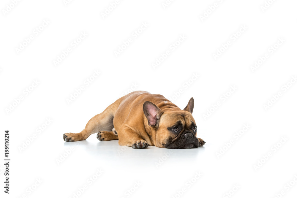 close up view of cute french bulldog isolated on white close up view of cute french bulldog isolated on white