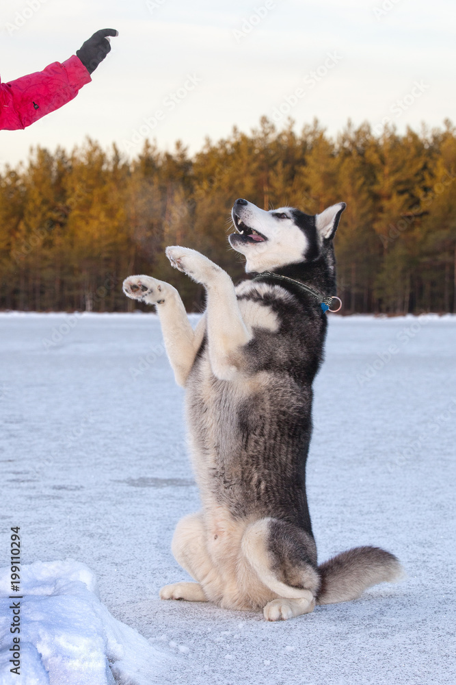 Dog breed Siberian Husky standing on hind legs in anticipation of goodies  in the winter frozen pond Photos | Adobe Stock