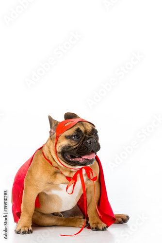 cute french bulldog in red superhero cape and mask isolated on white © LIGHTFIELD STUDIOS