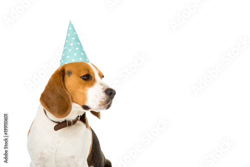 Fototapeta Naklejka Na Ścianę i Meble -  side view of beagle dog in party cone isolated on white