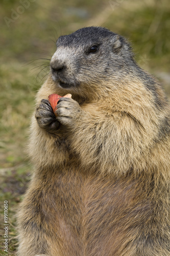 Murmeltier (Marmota marmota) frisst ein Stück Möhre, Österreich