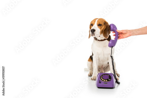 partial view of woman giving telephone tube to adorable beagle isolated on white © LIGHTFIELD STUDIOS