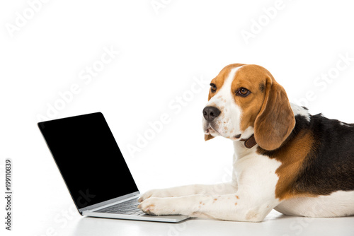 side view of adorable beagle dog with laptop with blank screen isolated on white